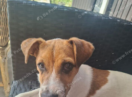 Parsons x Wenlock Jack Russell pup bitch