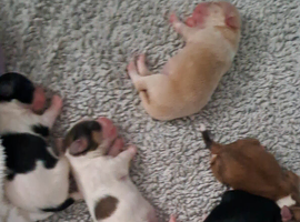 Ready in 7 weeks. ALL RESERVED