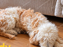 Beautiful CockerSpanial X Poodle pups