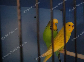 Brewding pair of budgies