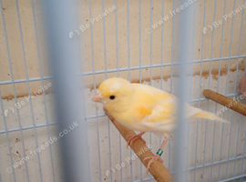One baby red mosaic canary
