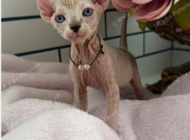 Sweet & Playful Canadian Sphynx Kittens