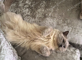 Cloudy the ragdoll