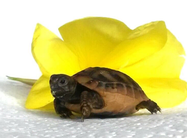 Herman hatchlings