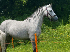Iris &ndash; Beautiful 2-Year-Old Connemara x Dartmoor Filly