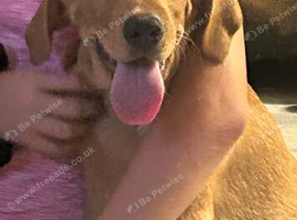 Fox red and yellow labrador ready now boys and 1 girl
