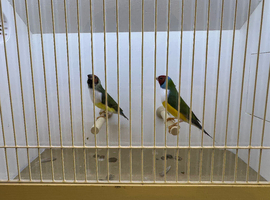 Pair of Gouldian Finches For Sale