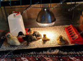 5 beautiful call ducks unsexed.