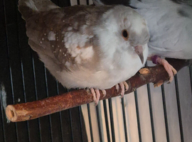 Pied Daimond dove pairs
