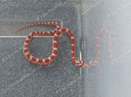 Baby corn snakes for sale