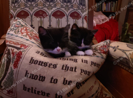 Ragdoll & BSH