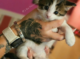 Bengal cross kittens