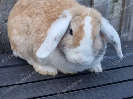 Mini lop Doe