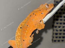 Juvenile crested gecko