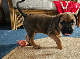 Cane corso cross Alsatian puppy's