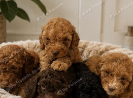 Beautiful toy poodles carrying chocolate