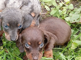 Miniature Dachshunds puppies last boys left pie ball and blue