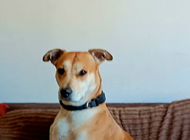 Dog to Rehome