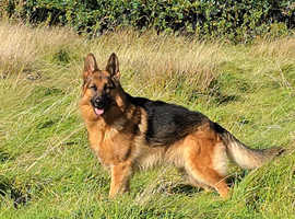 Male gsd for stud