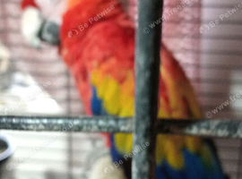 Female scarlet macaw and cage