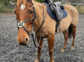 DIY STABLE AVAILABLE