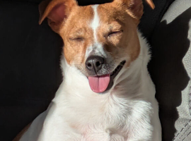 Beautiful female miniature jack Russell