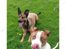 German Shepard x American bulldog