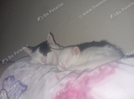 Kittens