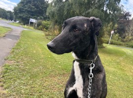 STEVEN 1 year old lurcher male