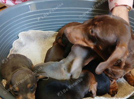 Miniature dachshund 8wks