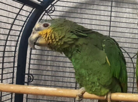 Amazon parrot male.