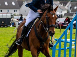 Luxe-15&rsquo;2 stunning bay mar, thoroughbred