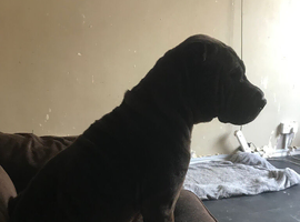3 year old girl sharpi