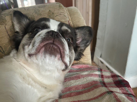 Female 10month old fluffy French bulldog