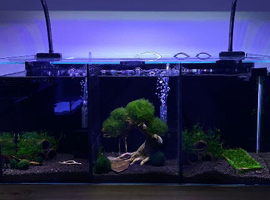 Trio beta tank