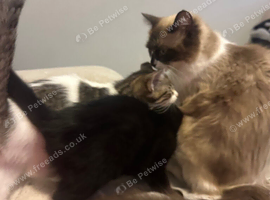 Ragdoll cross kittens