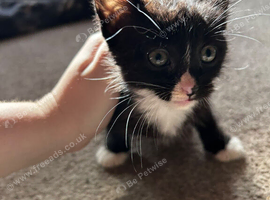 Kittens