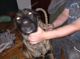 Mixed breed male