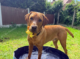 fox red labrador