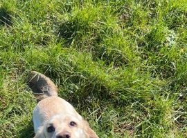 2year old cocker spaniel