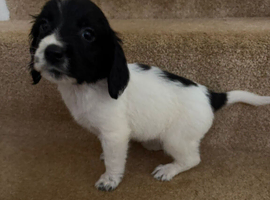 UPDATE ! Last boy cocker spaniel puppies for sale