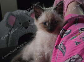 Ragdoll cross Russian Blue kitten for sale