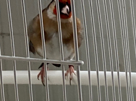 Goldfinch Male
