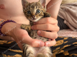 Beautiful 10 week old tabby