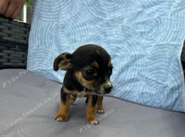 Dachshund/Jack Russell