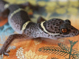 Female Cave Gecko