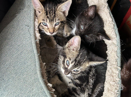 Kittens for sale