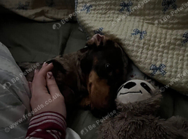 Miniature dachshund names hazel