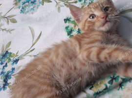 3 ginger kittens each 100 pounds