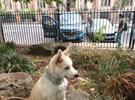 Beautiful white husky cross puppy